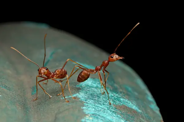 ant control image