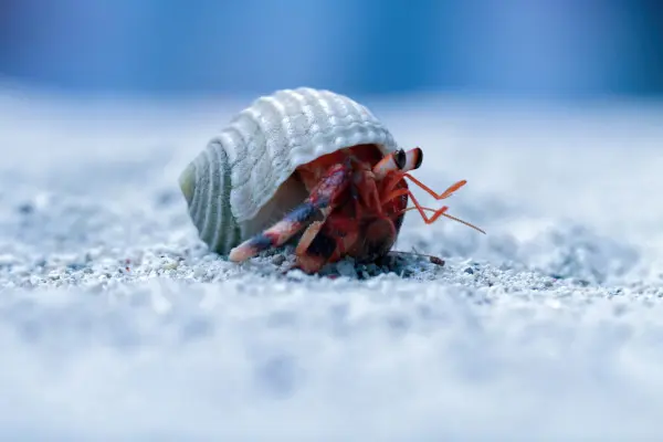 bed bug control image