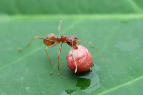 ant control image