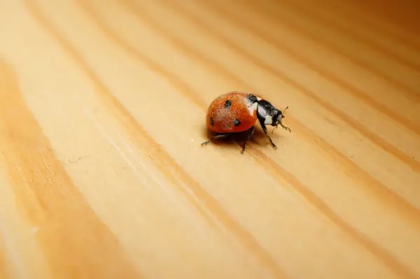 residential fly control image