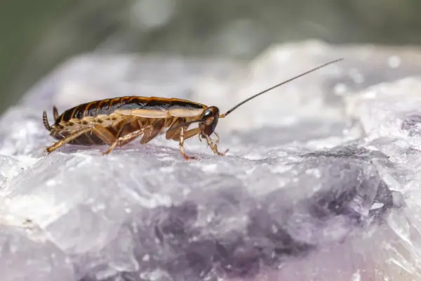 cockroach control image
