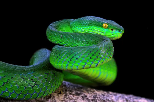 snake control image