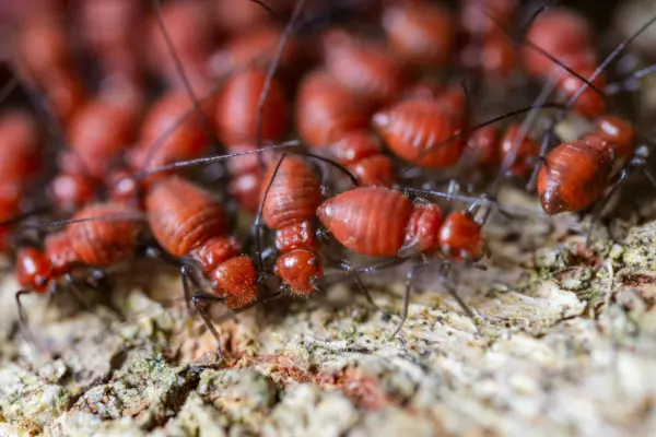 termite control image